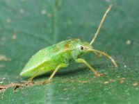 Acanthosoma haemorrhoidale