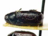 Tomicus piniperda
