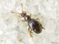Bryaxis bulbifer