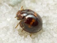 Chilocorus bipustulatus
