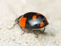 Adalia bipunctata