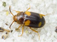 Mycetophagus quadripustulatus