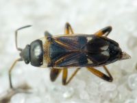 Raglius alboacuminatus