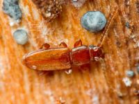 Placonotus testaceus