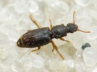 Monotoma brevicollis