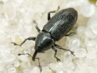Limnobaris dolorosa