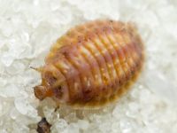 Platynaspis luteorubra