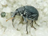 Oxystoma craccae