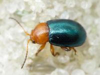 Podagrica menetriesi