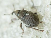 Glocianus distinctus