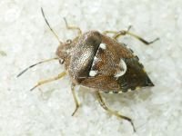 Stagonomus amoenus