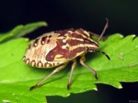 Carpocoris