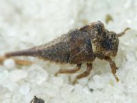 Centrotus cornutus