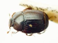 Xestipyge africana