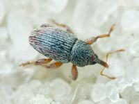 Tychius