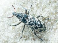 Cyphocleonus dealbatus
