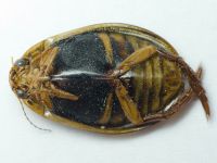 Acilius (Acilius) canaliculatus