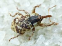 Pachytychius sparsutus