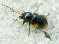 Cryptocephalus (Cryptocephalus) moraei