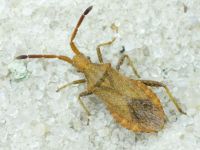 Coriomeris denticulatus
