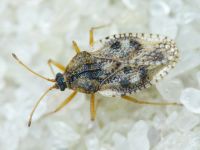 Dictyla humuli