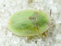 Cassida (Cassida) fausti