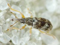 Taeniapion urticarium