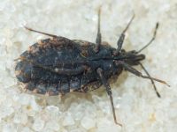 Aradus betulae