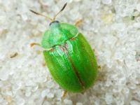 Cassidinae