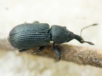 Magdalis (Odontomagdalis) armigera