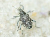 Rhinoncus albicinctus