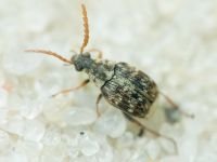 Bruchinae