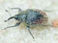 Rhinusa tetra