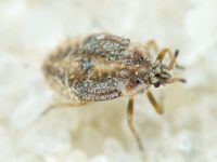 Tingidae