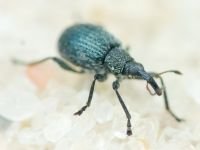 Apioninae