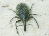 Larinus (Phyllonomeus) sturnus