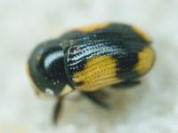 Cryptocephalus (Cryptocephalus) moraei