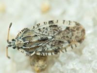 Tingis (Tingis) cardui