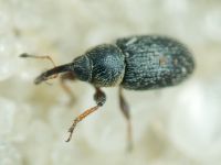 Mecinus plantaginis