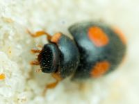 Platynaspis luteorubra