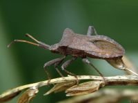 Coreus marginatus