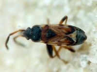 Scolopostethus thomsoni