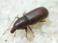 Curculionidae