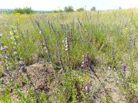 Hyssopus officinalis