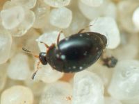 Orthoperus