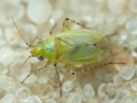 Plagiognathus chrysanthemi