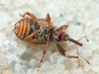 Anthonomus (Furcipus) rectirostris