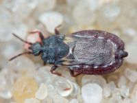 Aneurus (Aneurodes) avenius