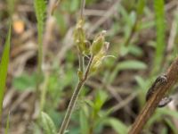 Cerastium arvense