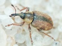 Gymnetron villosulum